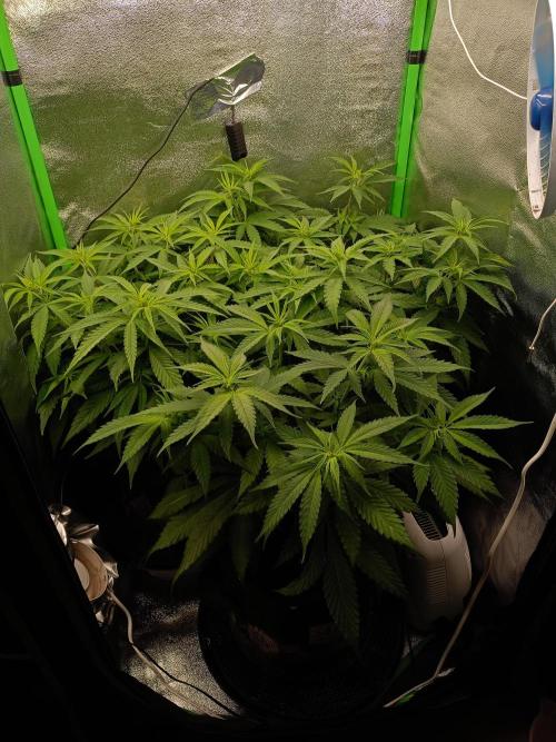 QB lm301h. Week 8