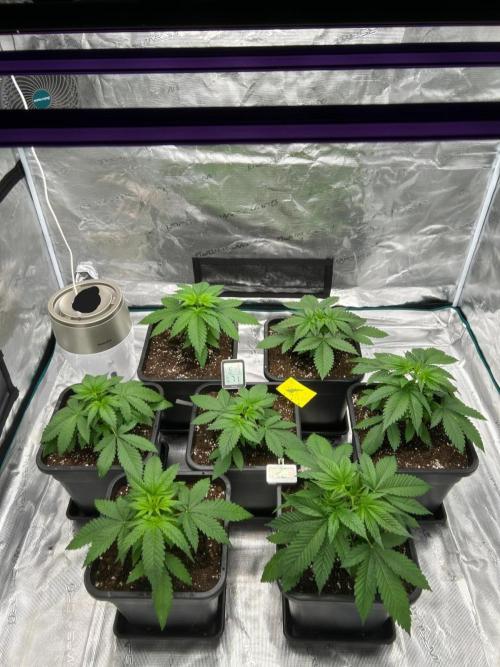 Cherry Cola RF3 auto. Week 3