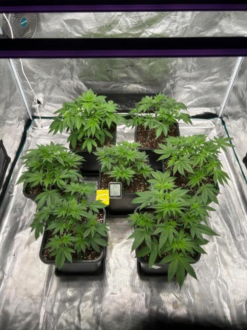 Cherry Cola RF3 auto. Week 3