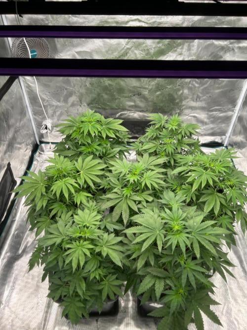 Cherry Cola RF3 auto. Week 4