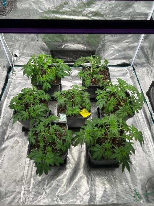 Cherry Cola RF3 auto. Week 4