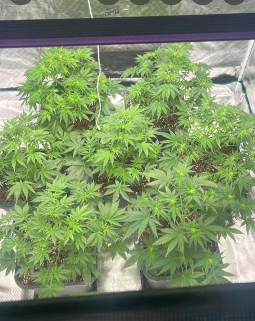 Cherry Cola RF3 auto. Week 5