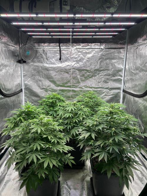Cherry Cola RF3 auto. Week 6