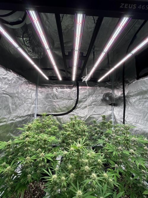 Cherry Cola RF3 auto. Week 7