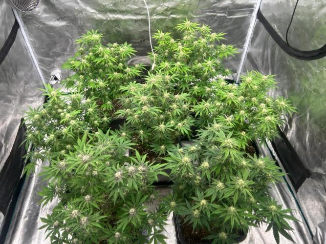 Cherry Cola RF3 auto. Week 7