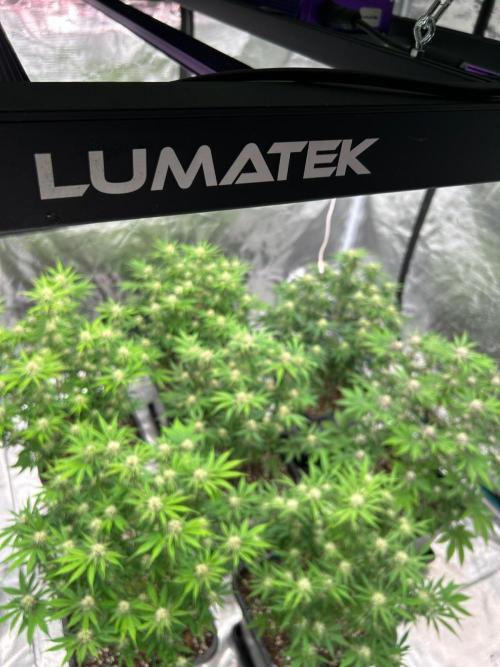 Cherry Cola RF3 auto. Week 7