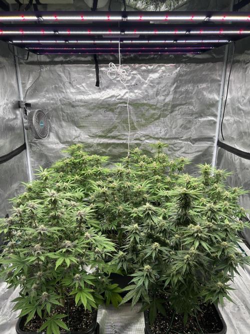 Cherry Cola RF3 auto. Week 7