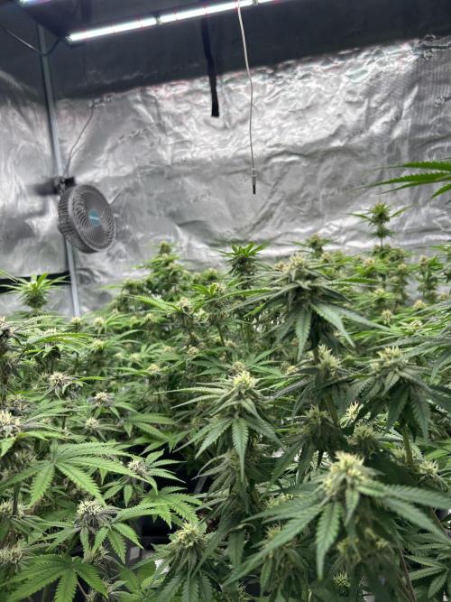 Cherry Cola RF3 auto. Week 7