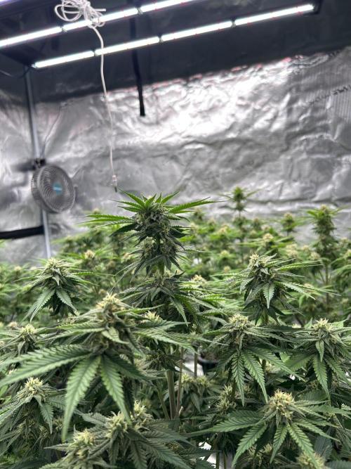 Cherry Cola RF3 auto. Week 7