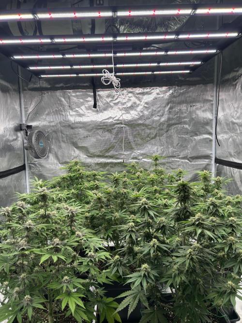 Cherry Cola RF3 auto. Week 7