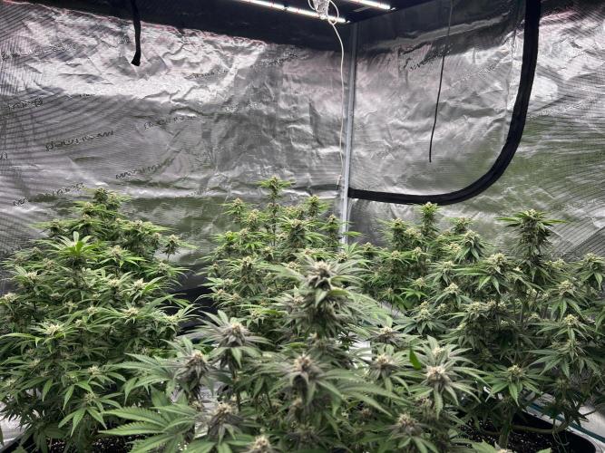 Cherry Cola RF3 auto. Week 8 - Beginning of the 8 week . 
I’m still following the Canna feeding schedule