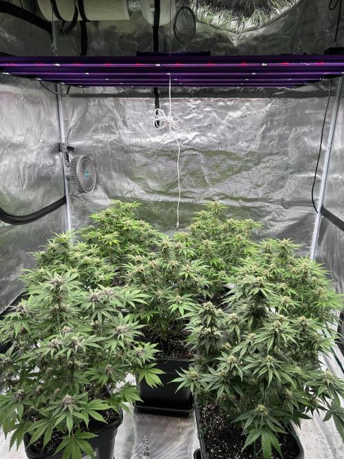 Cherry Cola RF3 auto. Week 8