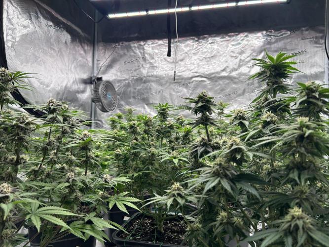 Cherry Cola RF3 auto. Week 8