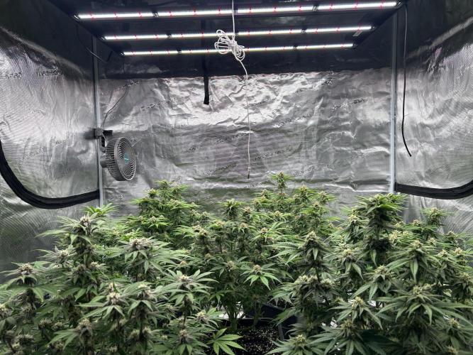 Cherry Cola RF3 auto. Week 8