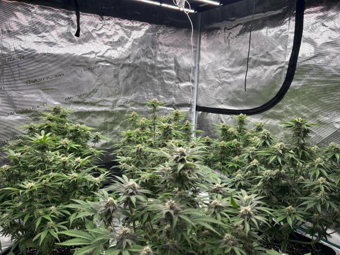 Cherry Cola RF3 auto. Week 8