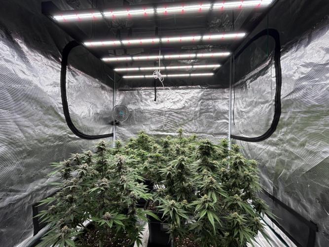 Cherry Cola RF3 auto. Week 8 - Today is 8 weeks and 4 days (18/02/26).