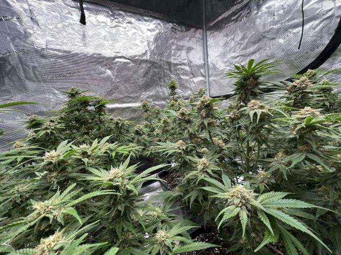 Cherry Cola RF3 auto. Week 8 - Today is 8 weeks and 4 days (18/02/26).