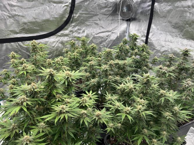 Cherry Cola RF3 auto. Week 8 - Today is 8 weeks and 4 days (18/02/26).