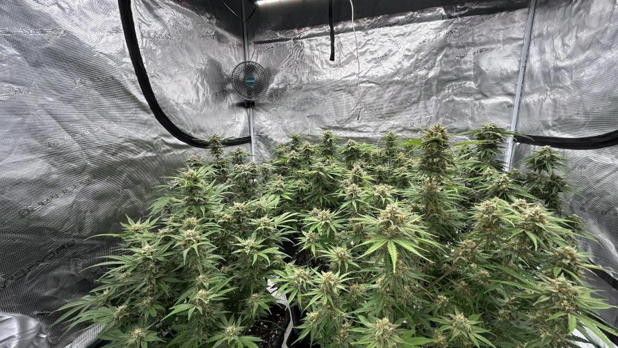 Cherry Cola RF3 auto. Week 9 - Start of week 9 🙂🙃