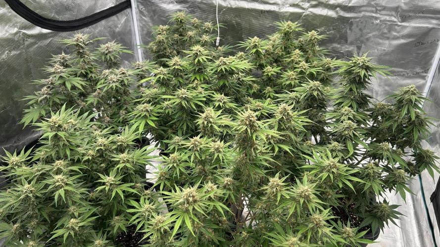 Cherry Cola RF3 auto. Week 9