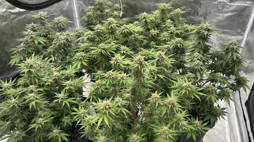 Cherry Cola RF3 auto. Week 9