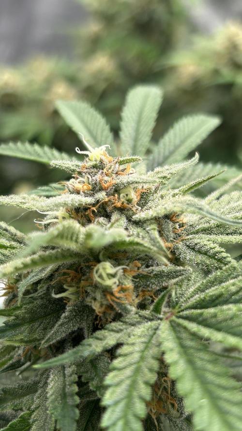 Cherry Cola RF3 auto. Week 9