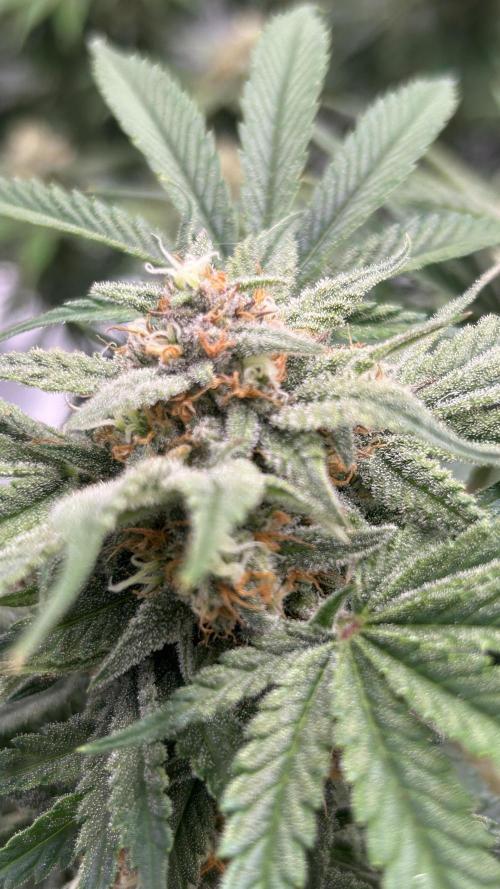 Cherry Cola RF3 auto. Week 9