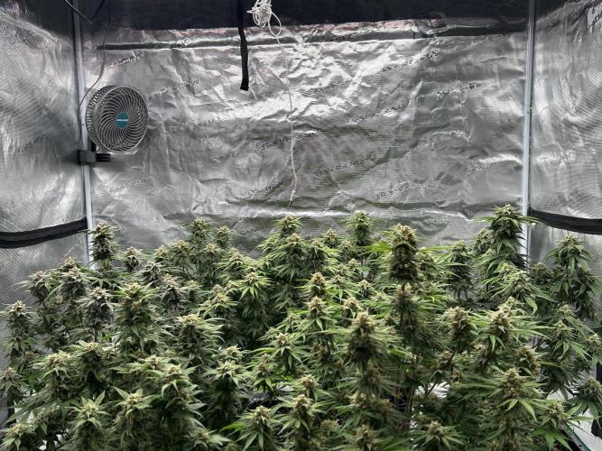 Cherry Cola RF3 auto. Week 9 - From today (22/02/26)