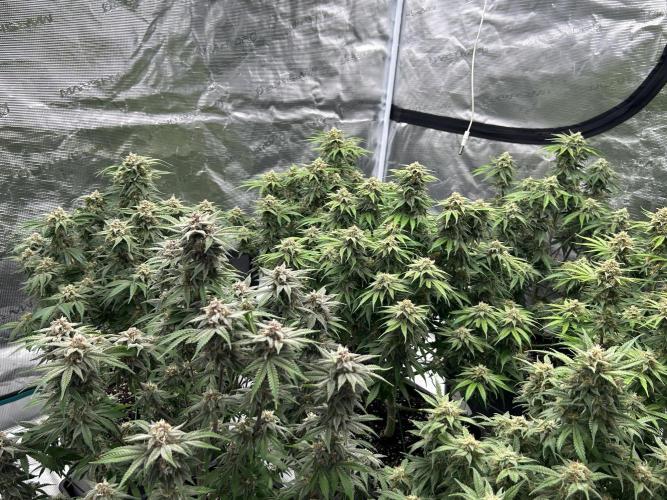 Cherry Cola RF3 auto. Week 9 - From today (22/02/26)