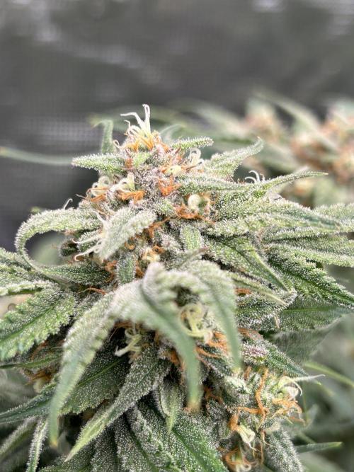Cherry Cola RF3 auto. Week 9 - From today (22/02/26)