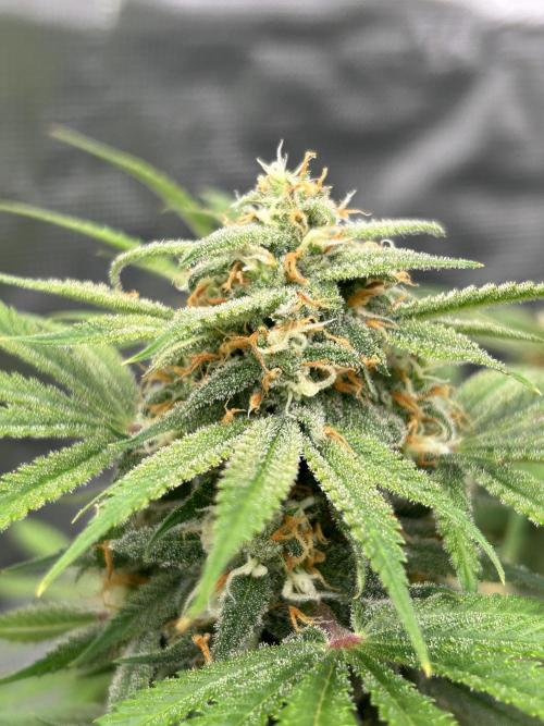 Cherry Cola RF3 auto. Week 9 - From today (22/02/26) 