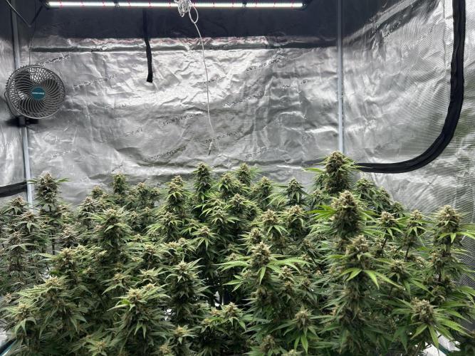 Cherry Cola RF3 auto. Week 9 - 24.02