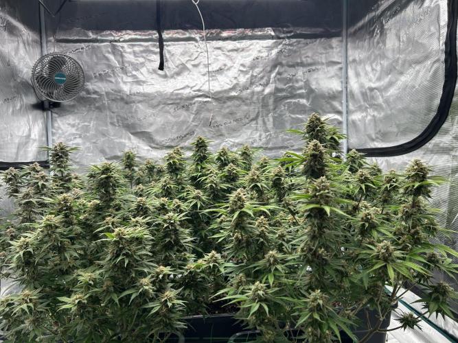 Cherry Cola RF3 auto. Week 9 - 24.02