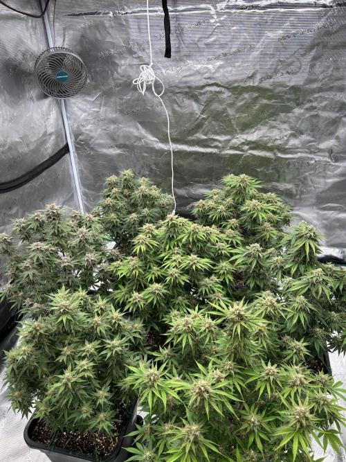 Cherry Cola RF3 auto. Week 9 - 24.02