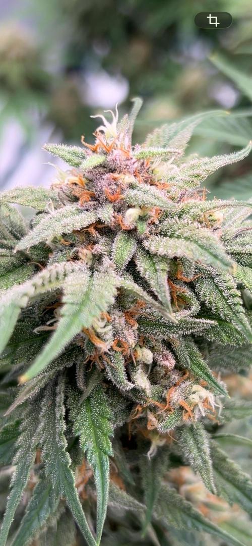 Cherry Cola RF3 auto. Week 9 - 25.2