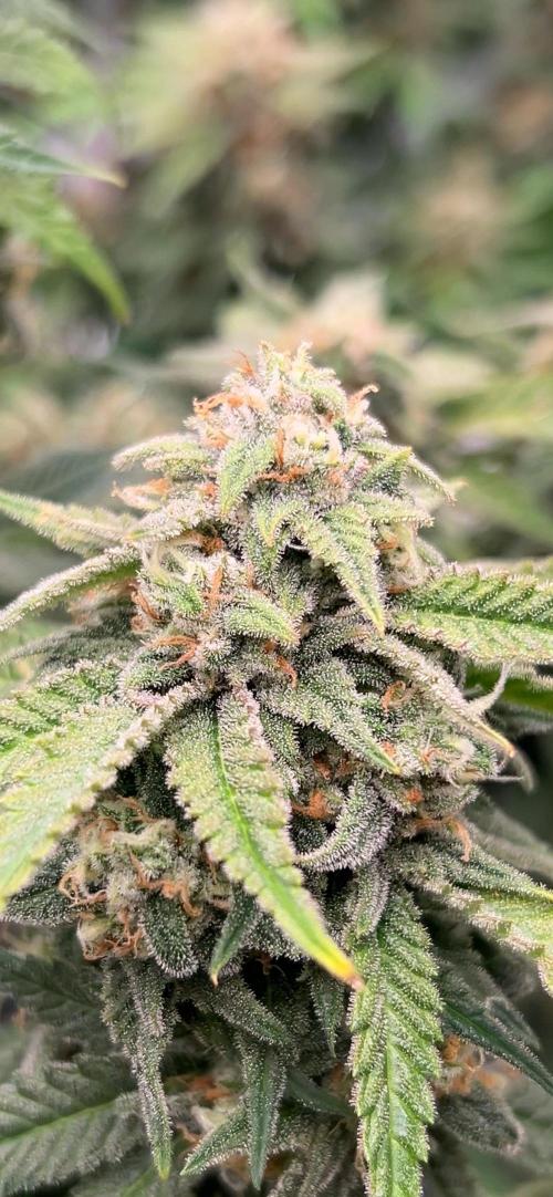 Cherry Cola RF3 auto. Week 9 - 27.2