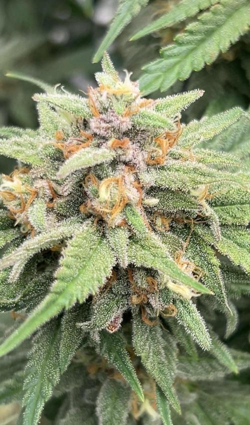 Cherry Cola RF3 auto. Week 9 - 27.2