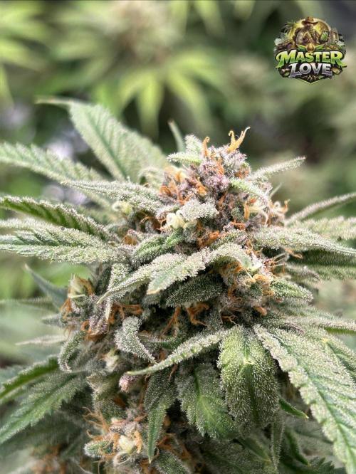 Cherry Cola RF3 auto. Week 9 - 27.2
