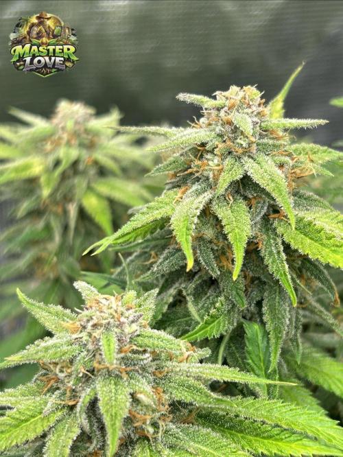 Cherry Cola RF3 auto. Week 9 - 27.2