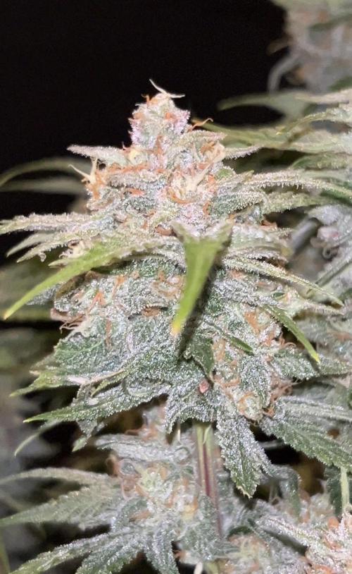 Cherry Cola RF3 auto. Week 10 - 1.3 Week 10