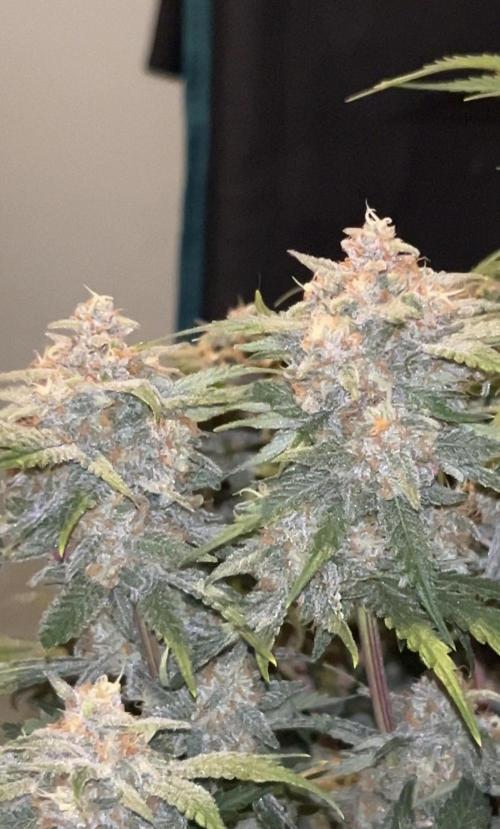 Cherry Cola RF3 auto. Week 10