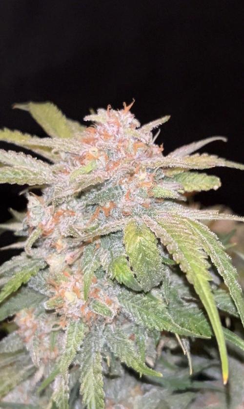 Cherry Cola RF3 auto. Week 10