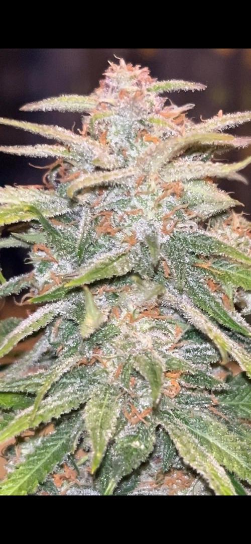 Cherry Cola RF3 auto. Week 10