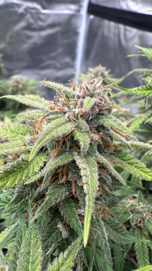 Cherry Cola RF3 auto. Week 10