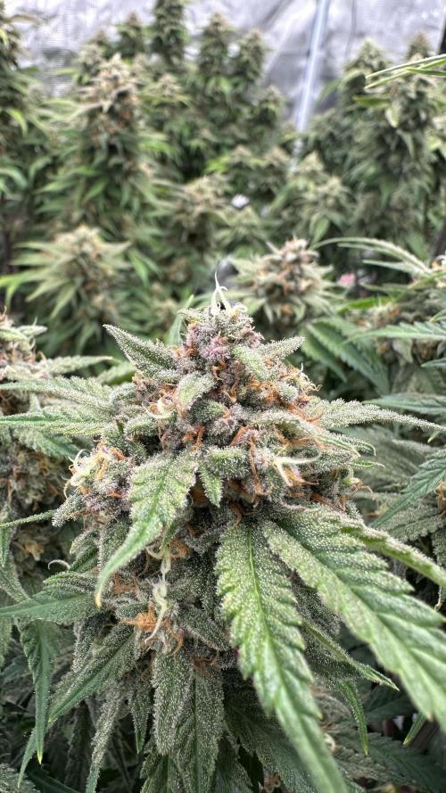Cherry Cola RF3 auto. Week 10