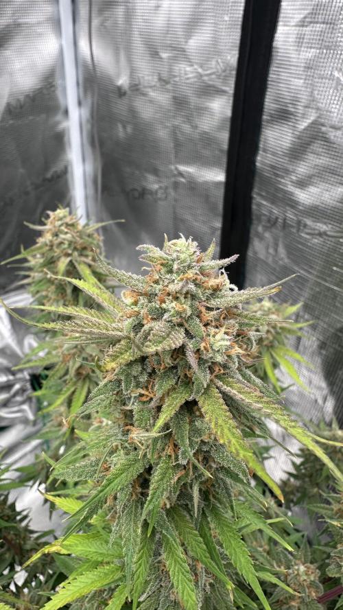 Cherry Cola RF3 auto. Week 10