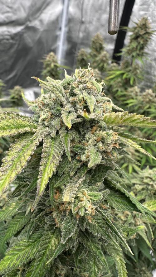 Cherry Cola RF3 auto. Week 10