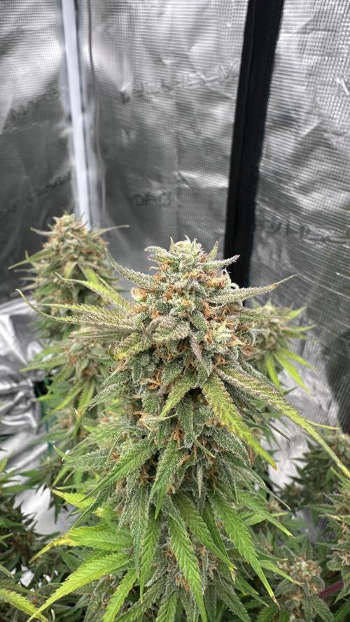 Cherry Cola RF3 auto. Week 10