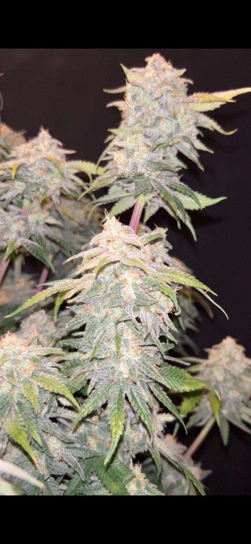 Cherry Cola RF3 auto. Week 11 - More pictures coming soon.