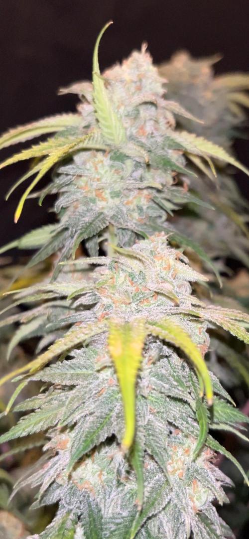 Cherry Cola RF3 auto. Week 11 - More pictures coming soon.